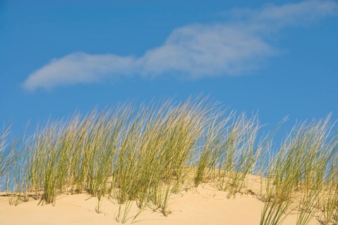 Dune landscape in front of a blue sky on the beach of Norddorf on the North Frisian island of