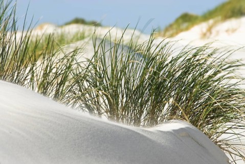 Dune landscape in front of a blue sky on the beach of Norddorf on the North Frisian island of