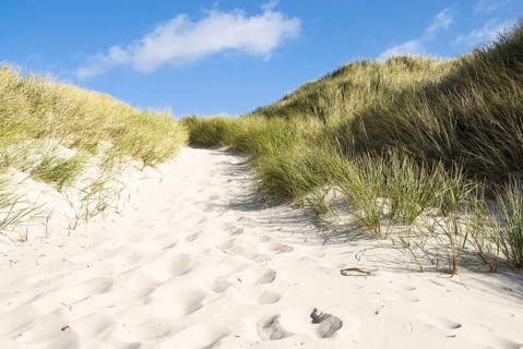 Dune landscape in front of a blue sky on the beach of Norddorf on the North Frisian island of