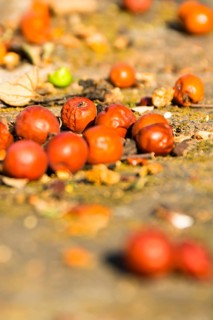 Rowan berry still life, Ayutthaya, Ayutthaya, Thailand, Thailand