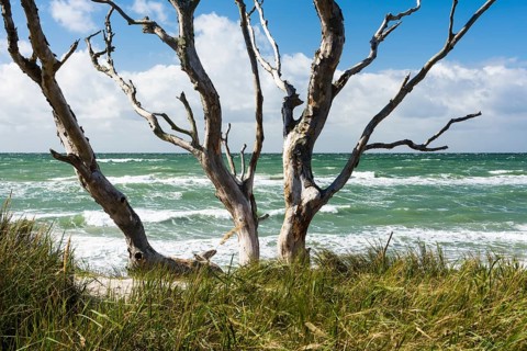 Creeping trees on the Baltic Sea beach near Prerow, Ruegen, Prerower Weststrand, Ruegen, Germany
