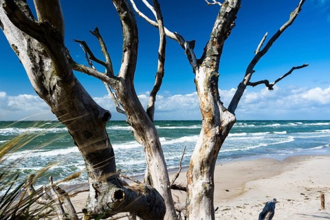 Creeping trees on the Baltic Sea beach near Prerow, Ruegen, Prerower Weststrand, Ruegen, Germany