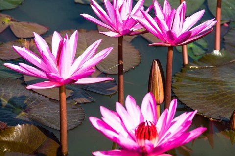 Water lilies