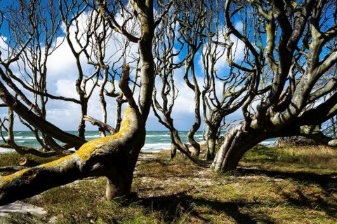 Creeping trees on the Baltic Sea beach near Prerow, Ruegen, Prerower Weststrand, Ruegen, Germany