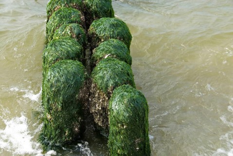 Rows of posts covered with aquatic plants on the beach in the village of Norddorf on the North