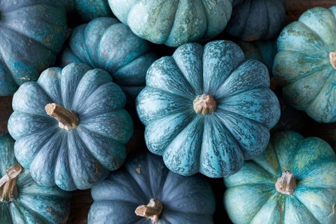 Muscat pumpkin, edible pumpkin, full-size, AI generated