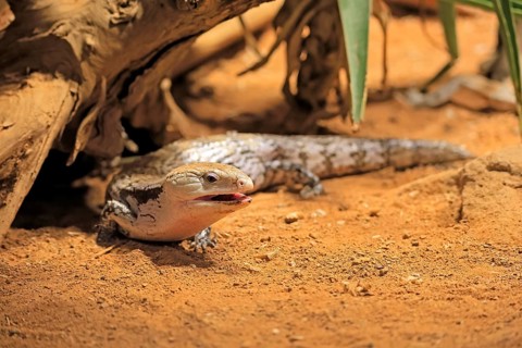 Blue-tongued skink (Tiliqua scincoides), adult, on the ground, foraging, alert, Australia, Germany