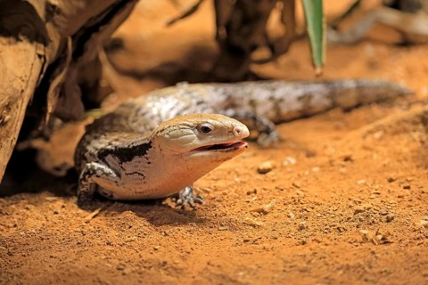 Blue-tongued skink (Tiliqua scincoides), adult, on the ground, foraging, alert, Australia, Germany