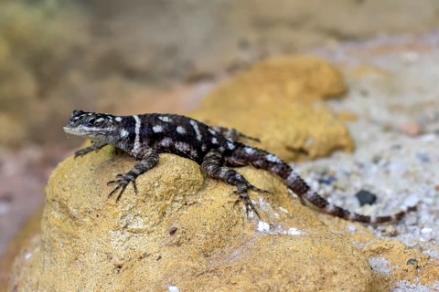 McDougall's spiny iguana (Sceloporus macdougalli), adult, rocks. alert, Mexico, North America
