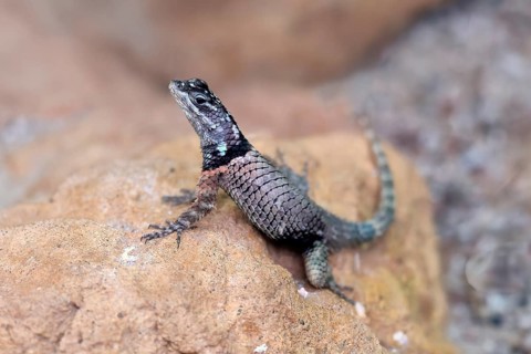 McDougall's spiny iguana (Sceloporus macdougalli), adult, rocks. alert, Mexico, North America