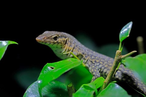 Mitchell's water monitor (Varanus mitchelli), adult, on shrub, foraging, Australia