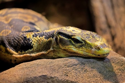 Mindanao banded monitor lizard (Varanus cumingi), adult, portrait, resting, rock, Philippines,