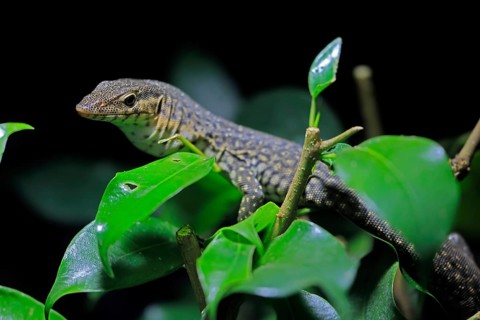 Mitchell's water monitor (Varanus mitchelli), adult, on shrub, foraging, Australia