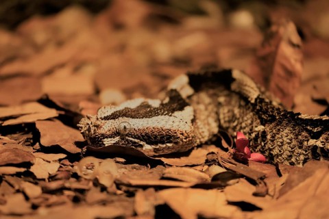 Rhinoceros viper (Bitis nasicornis), adult, foraging, vigilant, ground, West Africa, Africa,