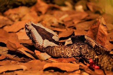 Rhinoceros viper (Bitis nasicornis), adult, foraging, vigilant, ground, West Africa, Africa,