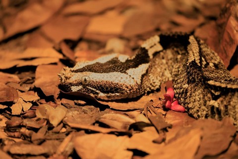 Rhinoceros viper (Bitis nasicornis), adult, foraging, vigilant, ground, West Africa, Africa,