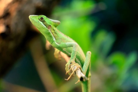 Eastern crowned basilisk (Laemanctus longipes), adult, perch, vigilant, foraging, Central America,