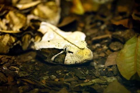 Eastern Gabon viper (Bitis gabonica), adult, portrait, alert, ground, foraging, Gabon, Africa,