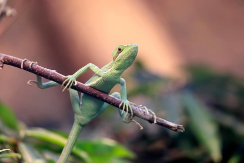 Eastern crowned basilisk (Laemanctus longipes), adult, perch, vigilant, foraging, Central America,