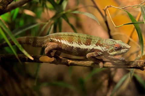 Panther chameleon, (Furcifer pardalis), adult, female, foraging, camouflage, vigilant, Madagascar