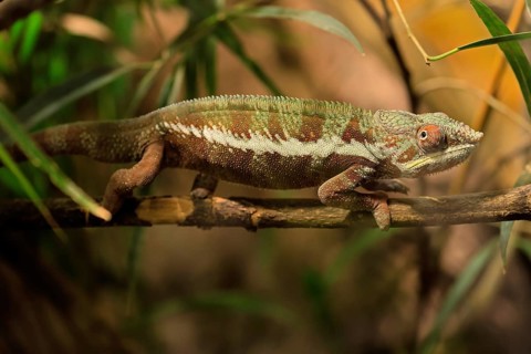 Panther chameleon, (Furcifer pardalis), adult, female, foraging, camouflage, vigilant, Madagascar