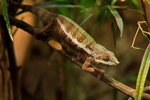 Panther chameleon, (Furcifer pardalis), adult, female, foraging, camouflage, vigilant, Madagascar
