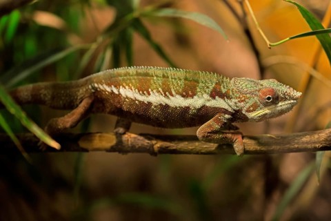 Panther chameleon, (Furcifer pardalis), adult, female, foraging, camouflage, vigilant, Madagascar