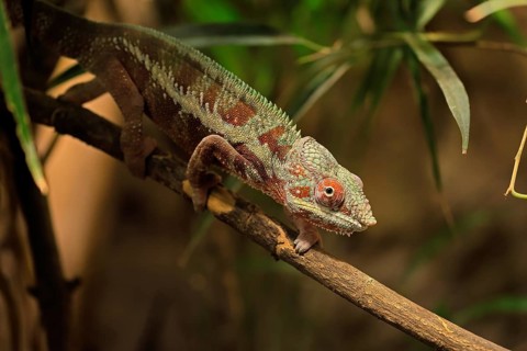 Panther chameleon, (Furcifer pardalis), adult, female, foraging, camouflage, vigilant, Madagascar
