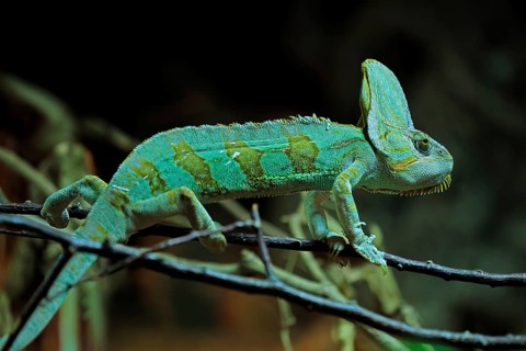 Yemen chameleon (Chamaeleo calyptratus), adult, male, on tree, foraging, Arabian Peninsula, Asia,