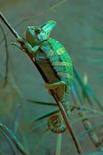 Yemen chameleon (Chamaeleo calyptratus), adult, male, on tree, foraging, Arabian Peninsula, Asia,