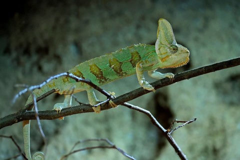 Yemen chameleon (Chamaeleo calyptratus), adult, male, on tree, foraging, Arabian Peninsula, Asia,
