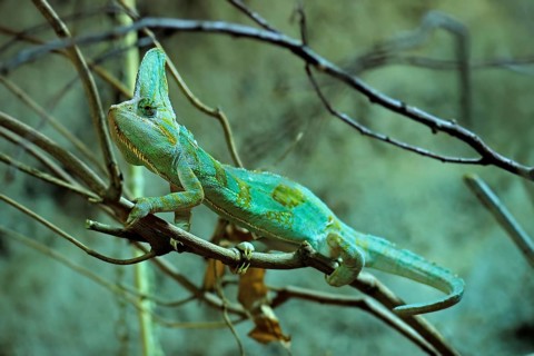 Yemen chameleon (Chamaeleo calyptratus), adult, male, on tree, foraging, Arabian Peninsula, Asia,