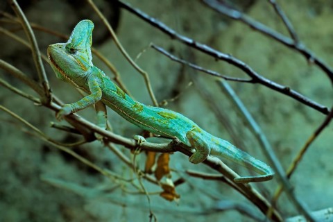 Yemen chameleon (Chamaeleo calyptratus), adult, male, on tree, foraging, Arabian Peninsula, Asia,