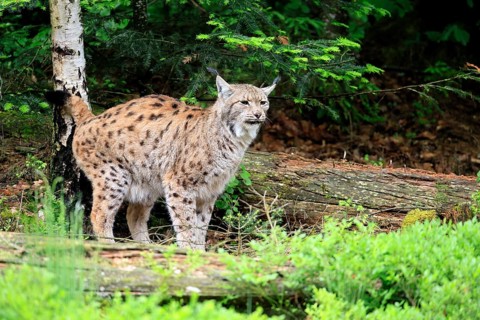 Carpathian lynx (Lynx lynx carpathicus), adult, vigilant, foraging, Bavarian Forest, Bavaria,