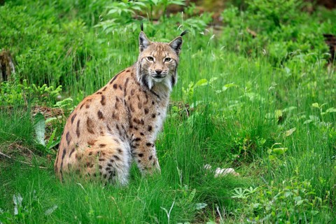 Carpathian lynx (Lynx lynx carpathicus), adult, alert, sitting, Bavarian Forest, Bavaria, Germany,