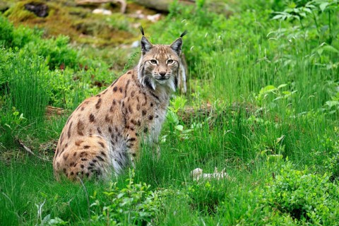Carpathian lynx (Lynx lynx carpathicus), adult, alert, sitting, Bavarian Forest, Bavaria, Germany,