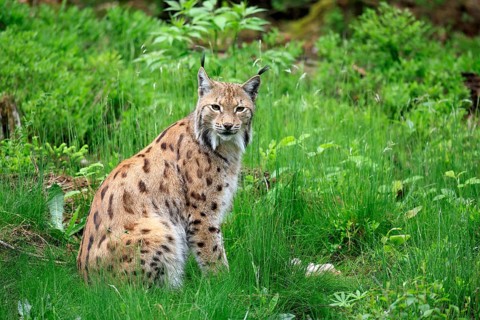 Carpathian lynx (Lynx lynx carpathicus), adult, alert, sitting, Bavarian Forest, Bavaria, Germany,