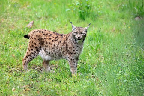 Carpathian lynx (Lynx lynx carpathicus), adult, vigilant, foraging, Bavarian Forest, Bavaria,