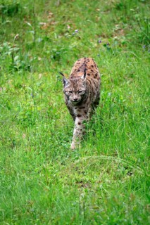 Carpathian lynx (Lynx lynx carpathicus), adult, stalking, foraging, vigilant, Bavarian Forest,