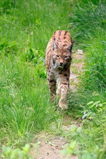 Carpathian lynx (Lynx lynx carpathicus), adult, stalking, foraging, vigilant, Bavarian Forest,