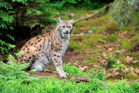 Carpathian lynx (Lynx lynx carpathicus), adult, alert, sitting, Bavarian Forest, Bavaria, Germany,