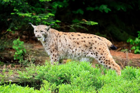 Carpathian lynx (Lynx lynx carpathicus), adult, vigilant, foraging, Bavarian Forest, Bavaria,