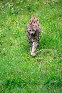 Carpathian lynx (Lynx lynx carpathicus), adult, stalking, foraging, vigilant, Bavarian Forest,