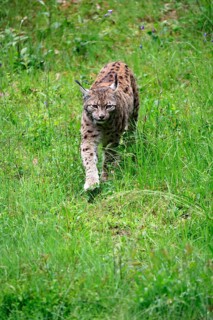 Carpathian lynx (Lynx lynx carpathicus), adult, stalking, foraging, vigilant, Bavarian Forest,