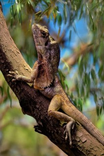 Ruffed lizard (Chlamydosaurus kingii), adult, foraging, on tree, Australia, captive