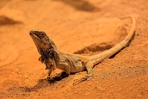 Ruffed lizard (Chlamydosaurus kingii), adult, foraging, Australia, captive