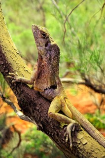 Ruffed lizard (Chlamydosaurus kingii), adult, foraging, on tree, Australia, captive