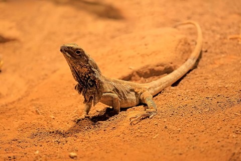 Ruffed lizard (Chlamydosaurus kingii), adult, foraging, Australia, captive