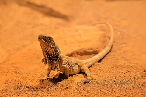Ruffed lizard (Chlamydosaurus kingii), adult, foraging, Australia, captive