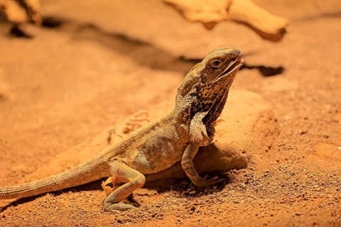 Ruffed lizard (Chlamydosaurus kingii), adult, foraging, Australia, captive